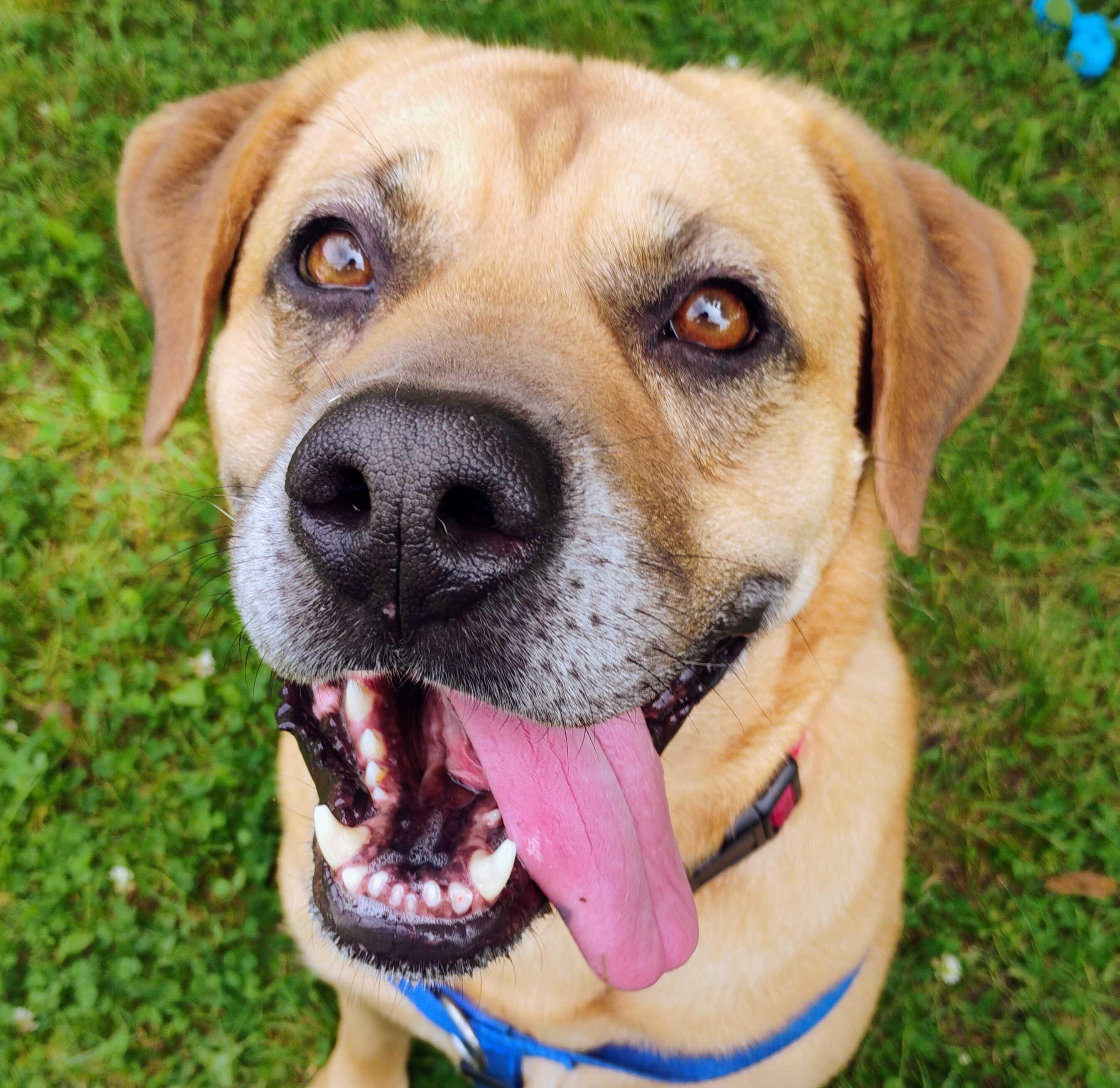 I-L-Y, an adoptable mixed breed in Grayslake, IL image 3/6