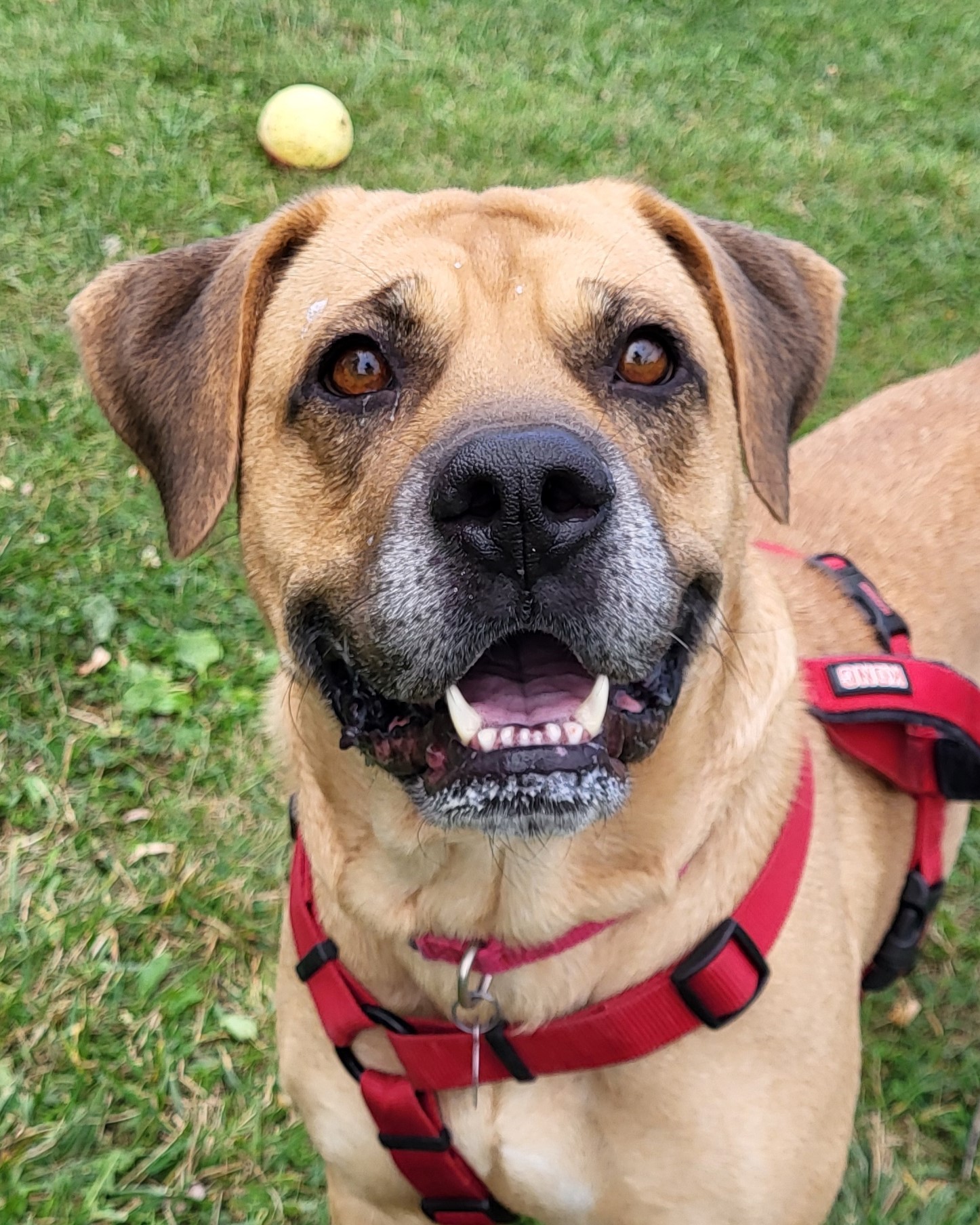 I-L-Y, an adoptable mixed breed in Grayslake, IL image 1/6