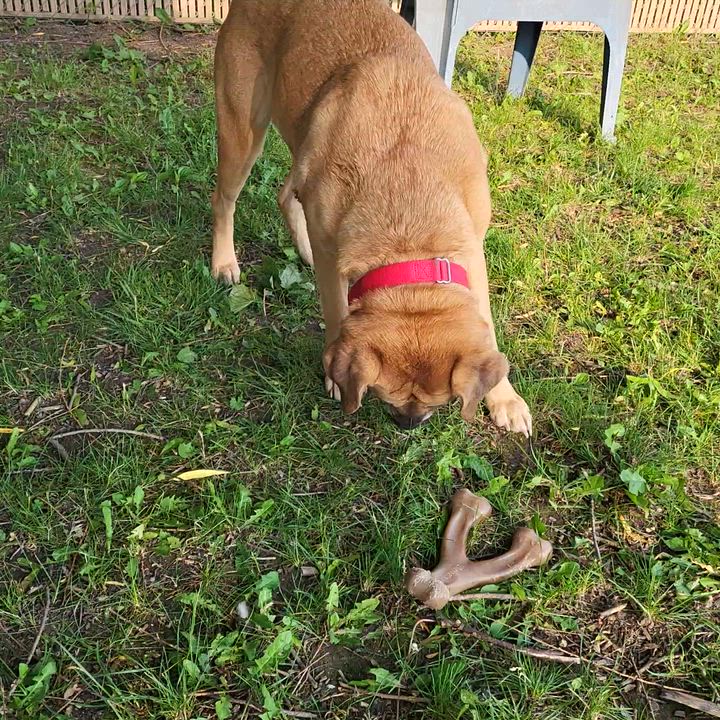 Enlarge I-L-Y, an adoptable mixed breed in Grayslake, IL video 5/6