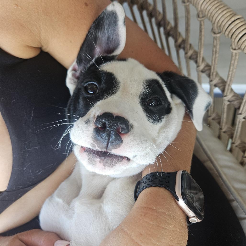 Cesar — thumbnail 2