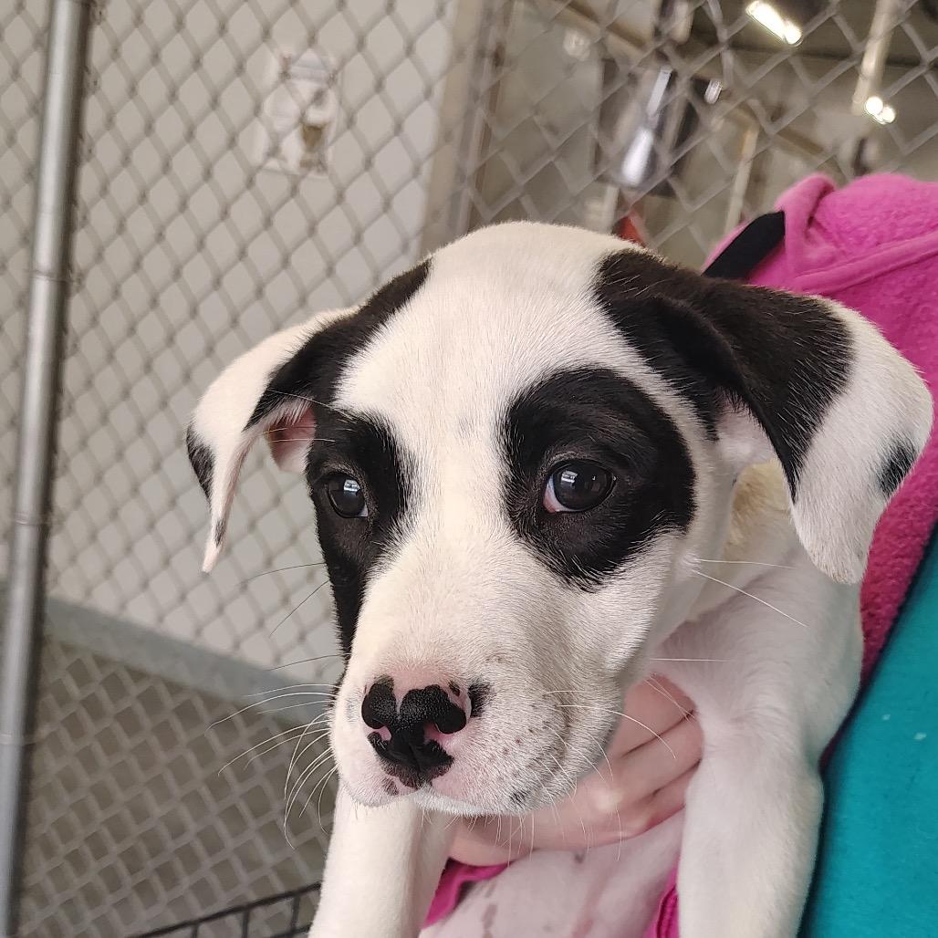 Cesar — thumbnail 3