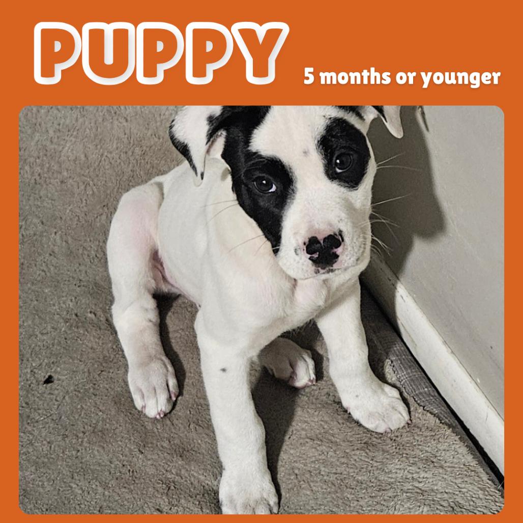 Cesar — thumbnail 4