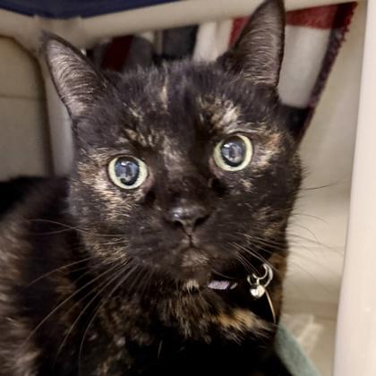 Enlarge Luna Jade, a Adoptable Domestic Short Hair in Lansing, MI image 1/1