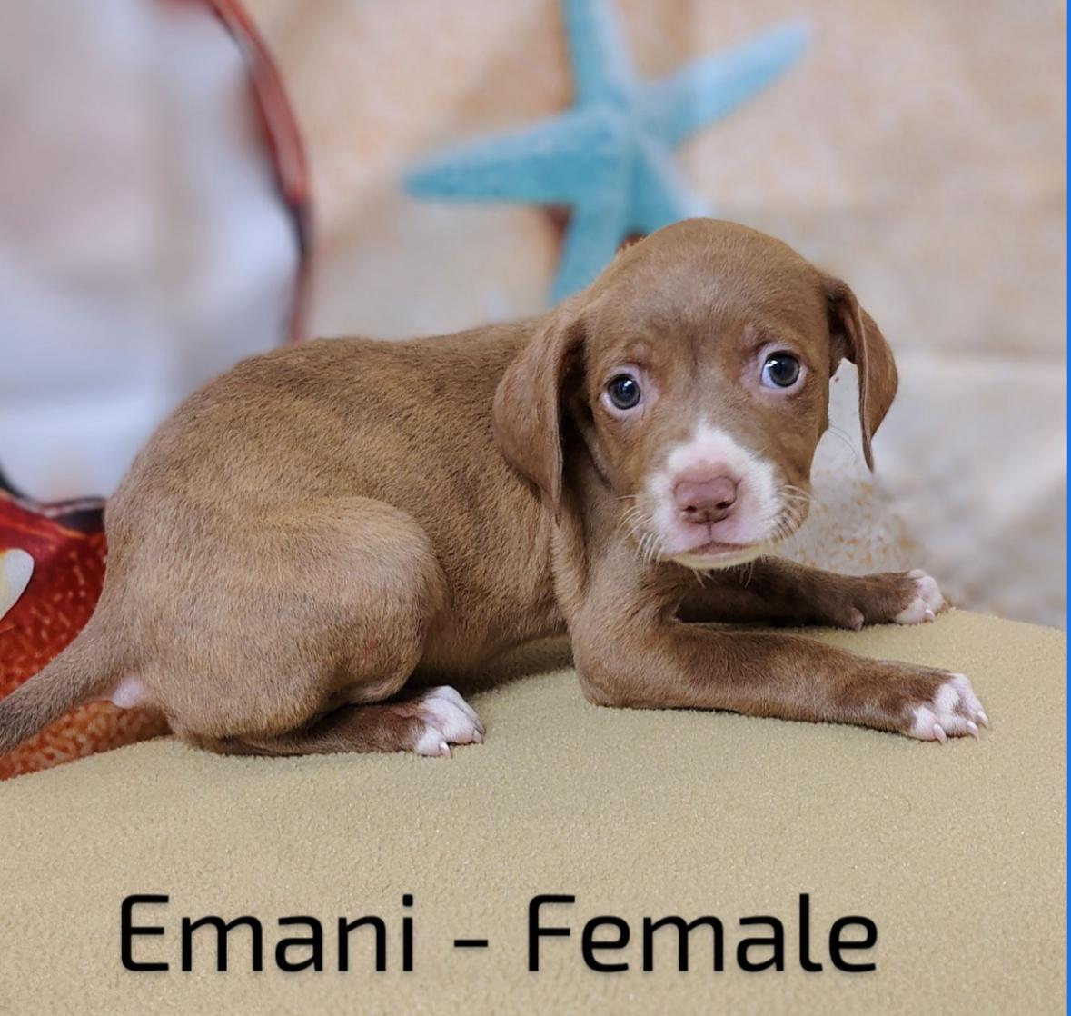Emani, Baby Female unknown