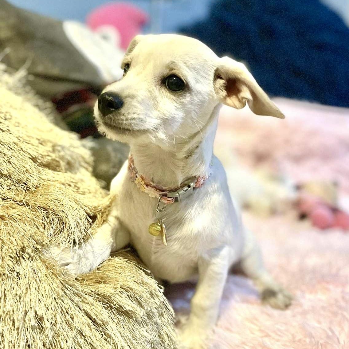 Cristy, Adoptable, Young Female Chihuahua & Maltese.