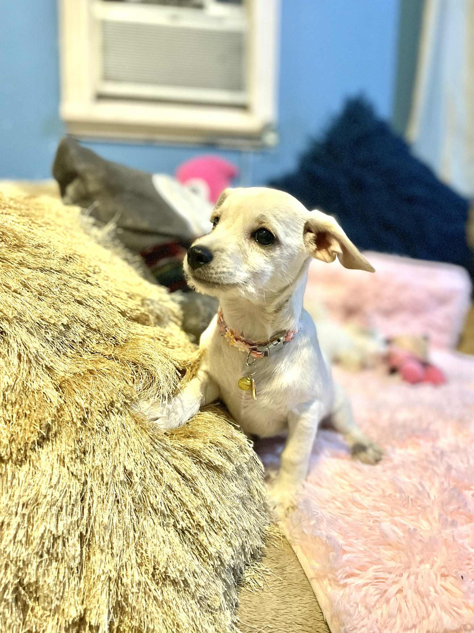 Cristy, a Adoptable mixed breed in San Diego , CA image 2/4