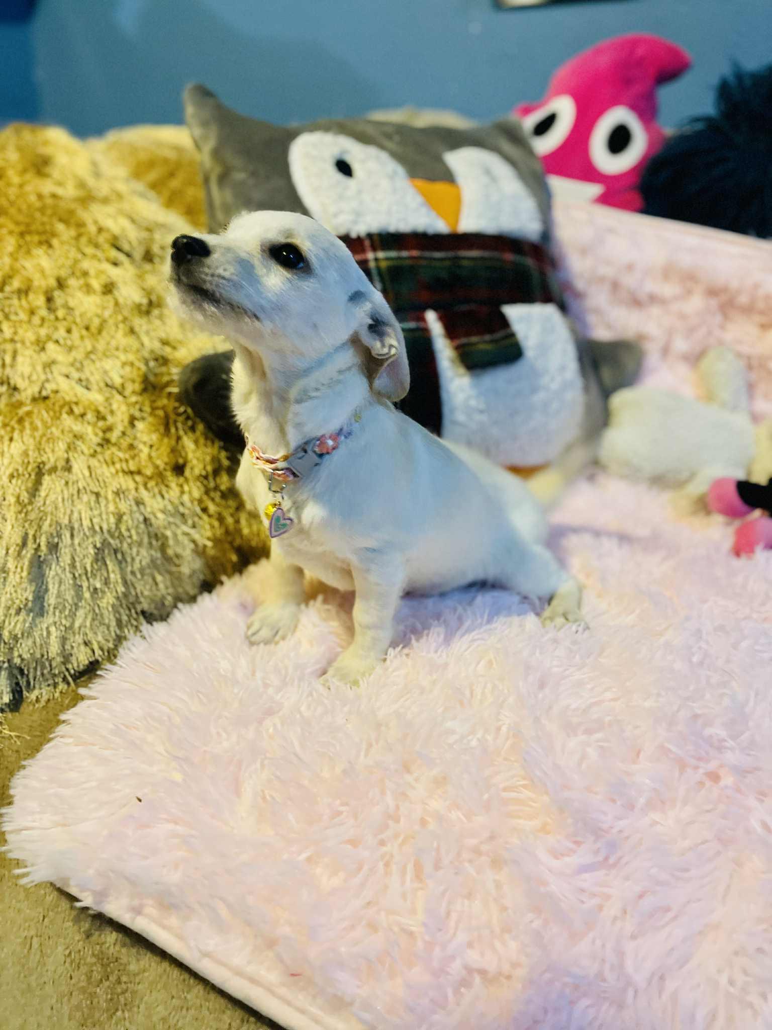 Cristy, a Adoptable mixed breed in San Diego , CA image 3/4