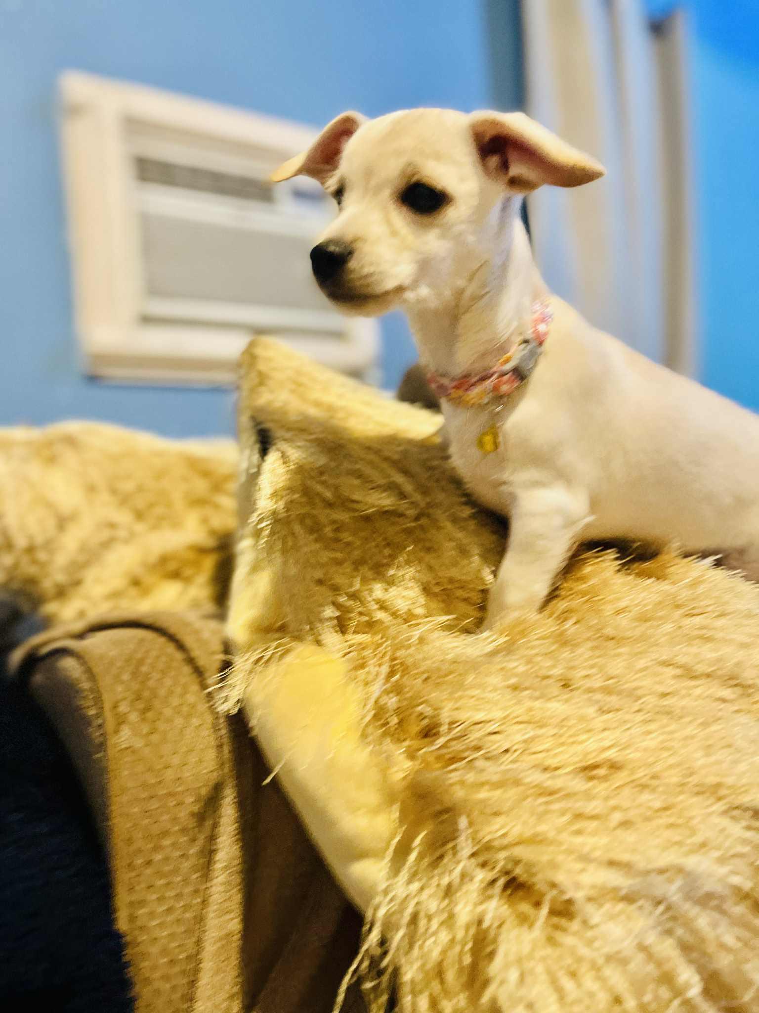 Cristy, a Adoptable mixed breed in San Diego , CA image 4/4