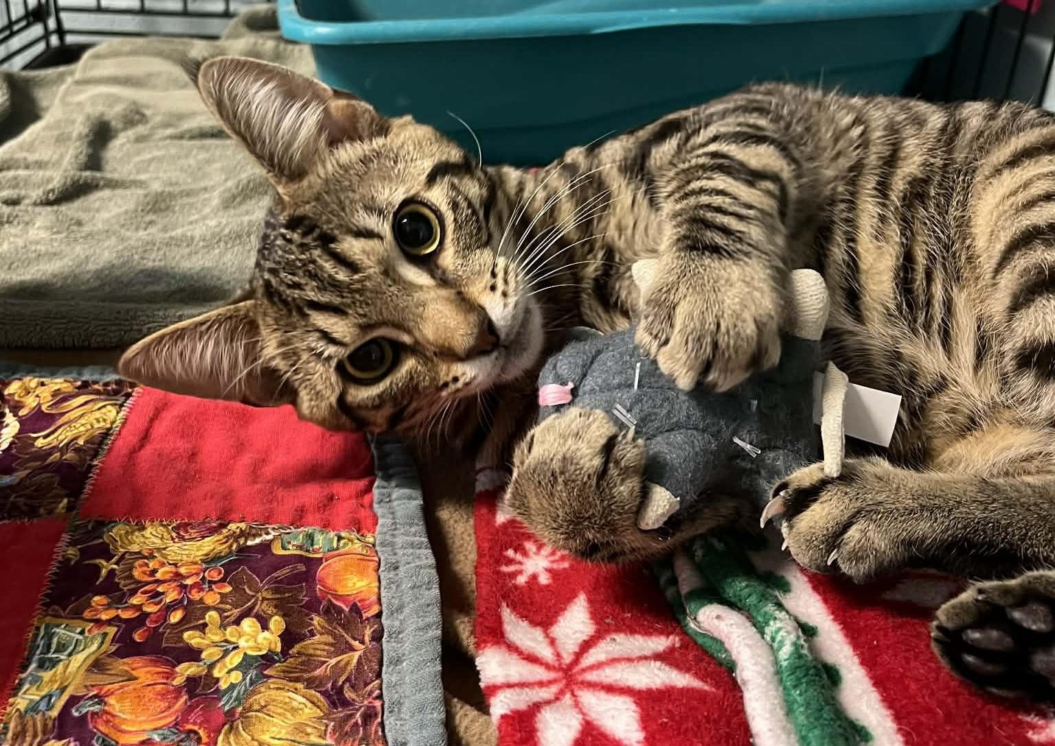 Enlarge Bandit, an adopted Domestic Short Hair in Warren, OH image 2/3