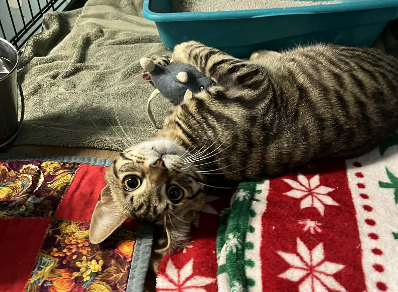 Enlarge Bandit, an adopted Domestic Short Hair in Warren, OH image 3/3