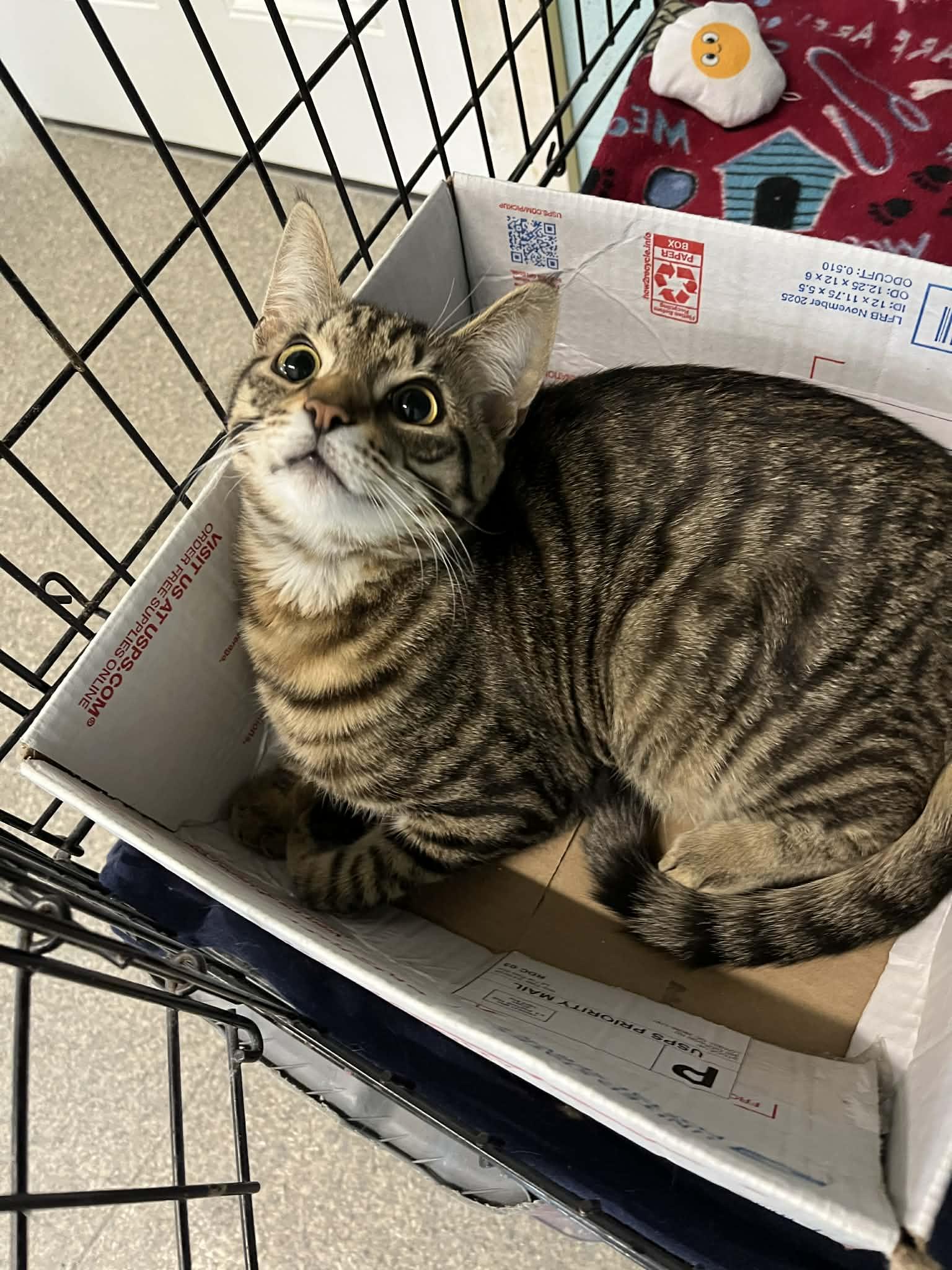 Bandit, adopted, Young Male Domestic Short Hair.