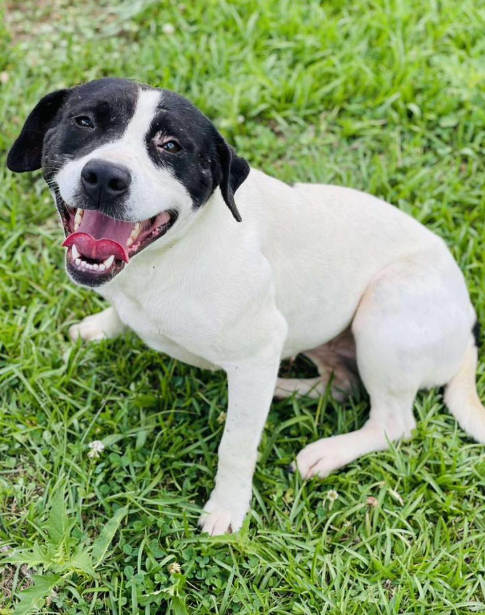 Come adopt me today I am located at Rockdale County Animal Services come visit me from 1pm-430pm