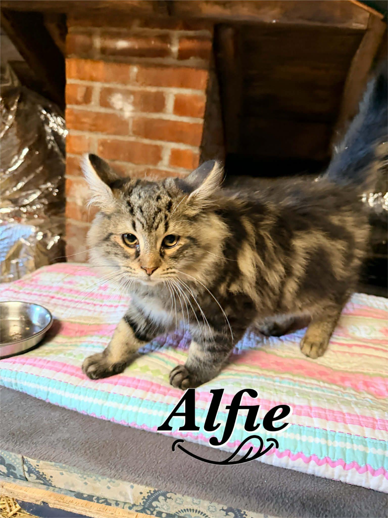Enlarge Alfie & Georgie , a ADOPTABLE Tabby in Woodmere, NY image 1/2