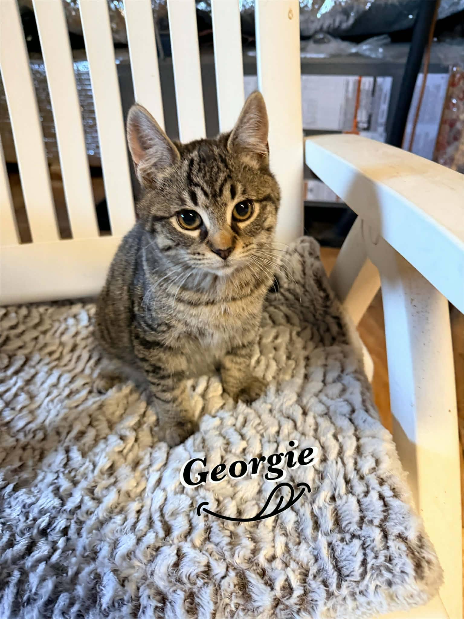 Enlarge Alfie & Georgie , a ADOPTABLE Tabby in Woodmere, NY image 2/2