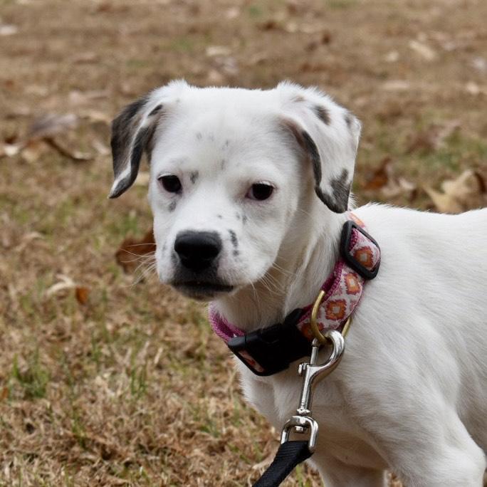 Skelton, an adoptable Mixed Breed in Greensboro, NC image 2/2