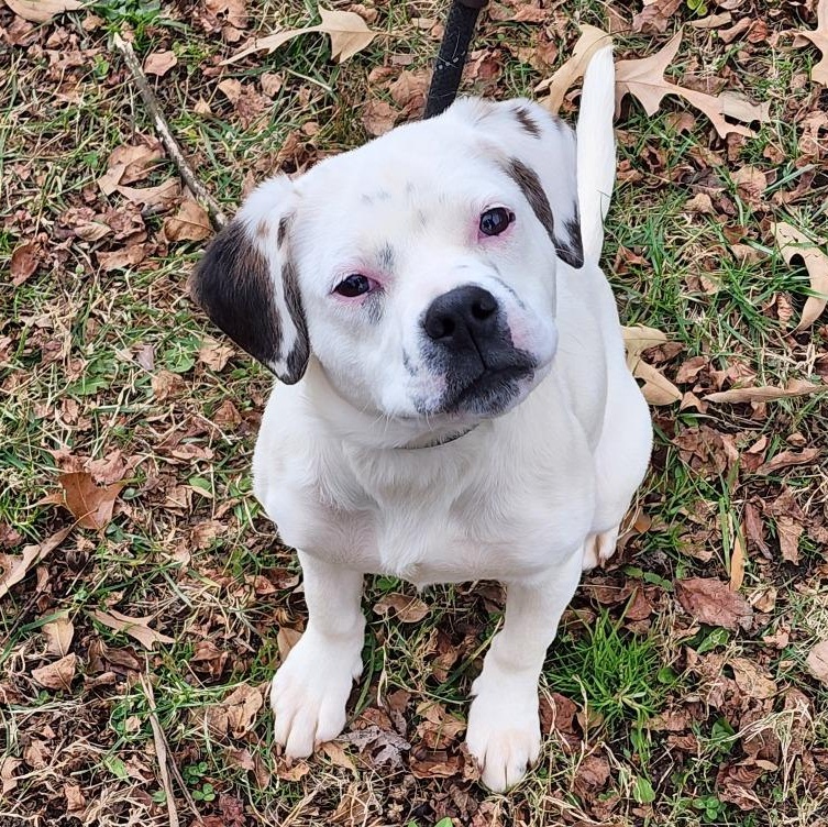 Skelton, adoptable, Young Female Mixed Breed.