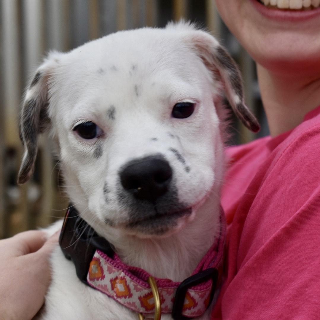 Skelton, an adoptable Mixed Breed in Greensboro, NC image 1/2