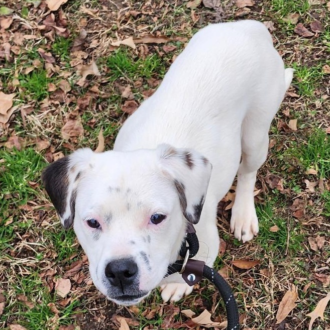 Enlarge Skelton, an adoptable Mixed Breed in Greensboro, NC image 2/4