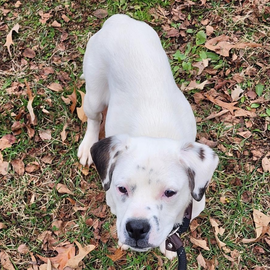 Enlarge Skelton, an adoptable Mixed Breed in Greensboro, NC image 4/4