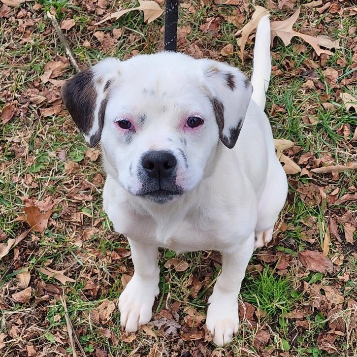 Enlarge Skelton, an adoptable Mixed Breed in Greensboro, NC image 3/4