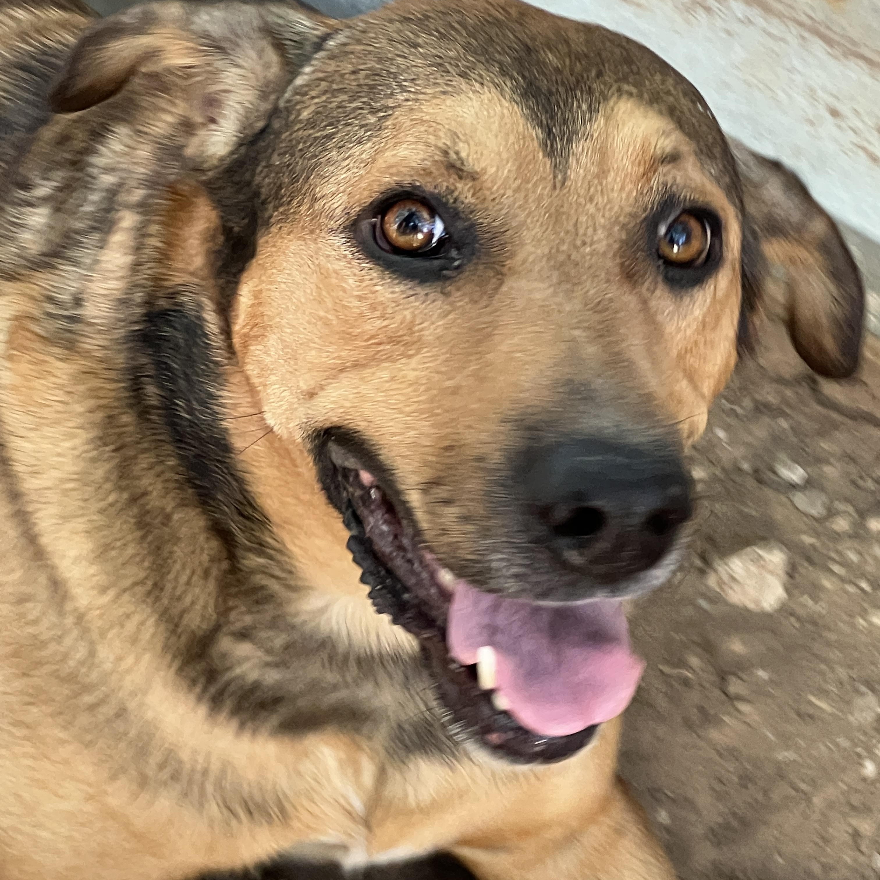 Bella, a Adoptable mixed breed in Paradise, TX image 1/2