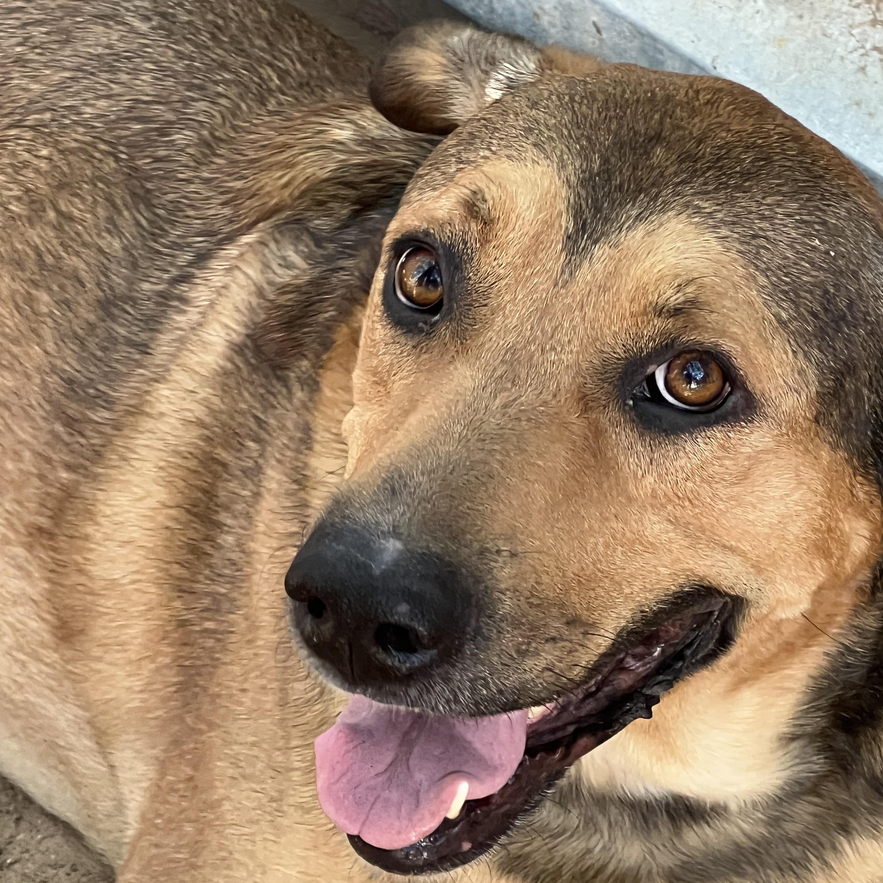 Bella, Adoptable, Adult Female German Shepherd Dog.