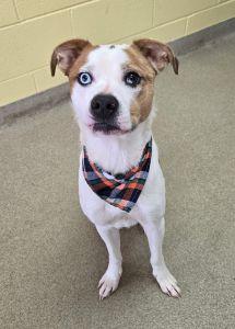Rambo, a ADOPTABLE mixed breed in Bucyrus, OH image 1/5