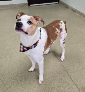 Rambo, a ADOPTABLE mixed breed in Bucyrus, OH image 4/5