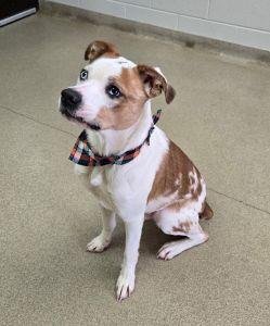 Rambo, a ADOPTABLE mixed breed in Bucyrus, OH image 3/5