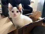 Enlarge Tibbs, a Adoptable Domestic Short Hair in Salt Lake City, UT image 3/6