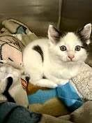 Enlarge Tibbs, a Adoptable Domestic Short Hair in Salt Lake City, UT image 4/6