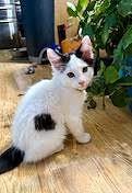 Enlarge Tibbs, a Adoptable Domestic Short Hair in Salt Lake City, UT image 2/6