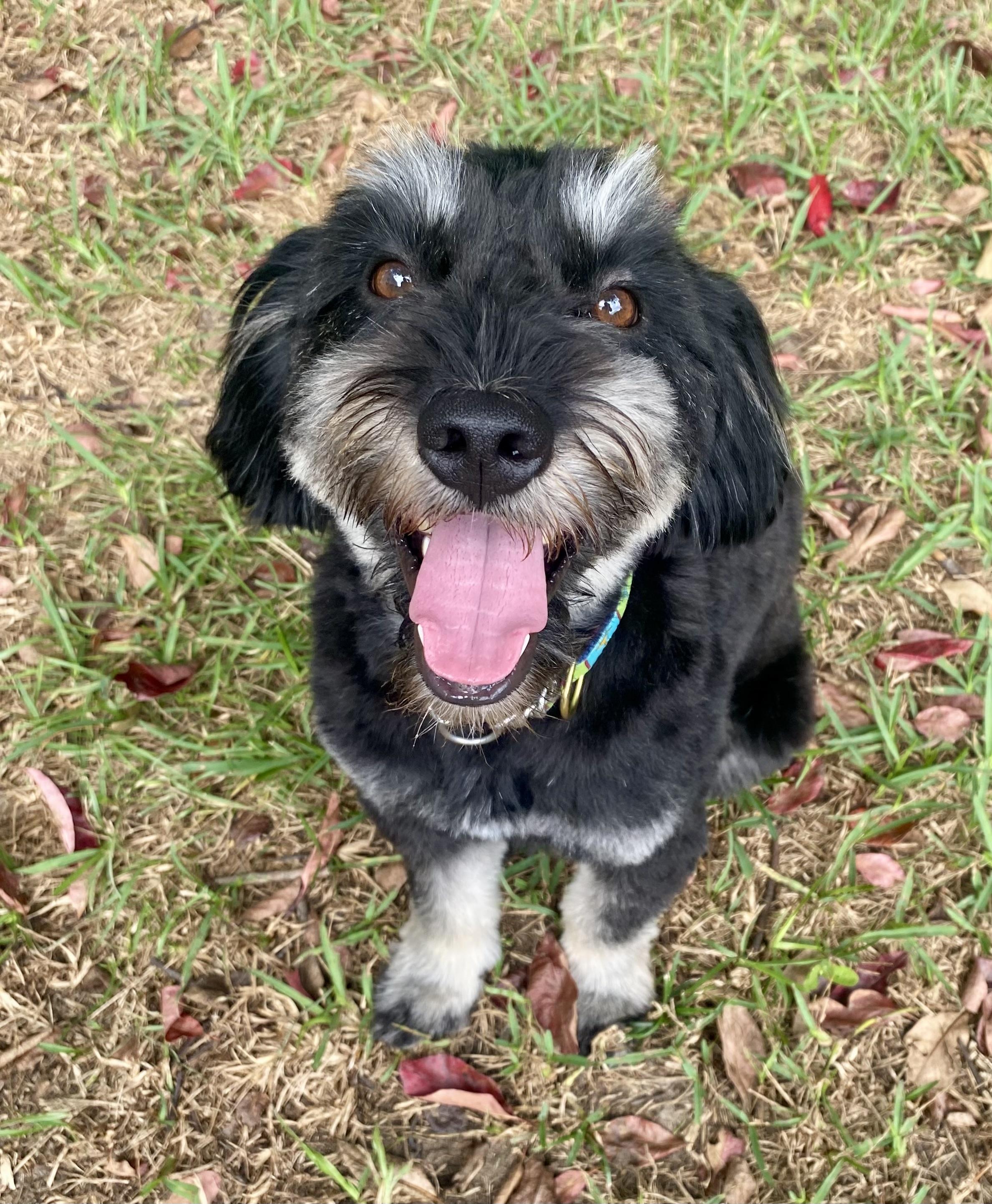 Enlarge Blossom, a Adopted mixed breed in Mt Pleasant, SC image 2/6
