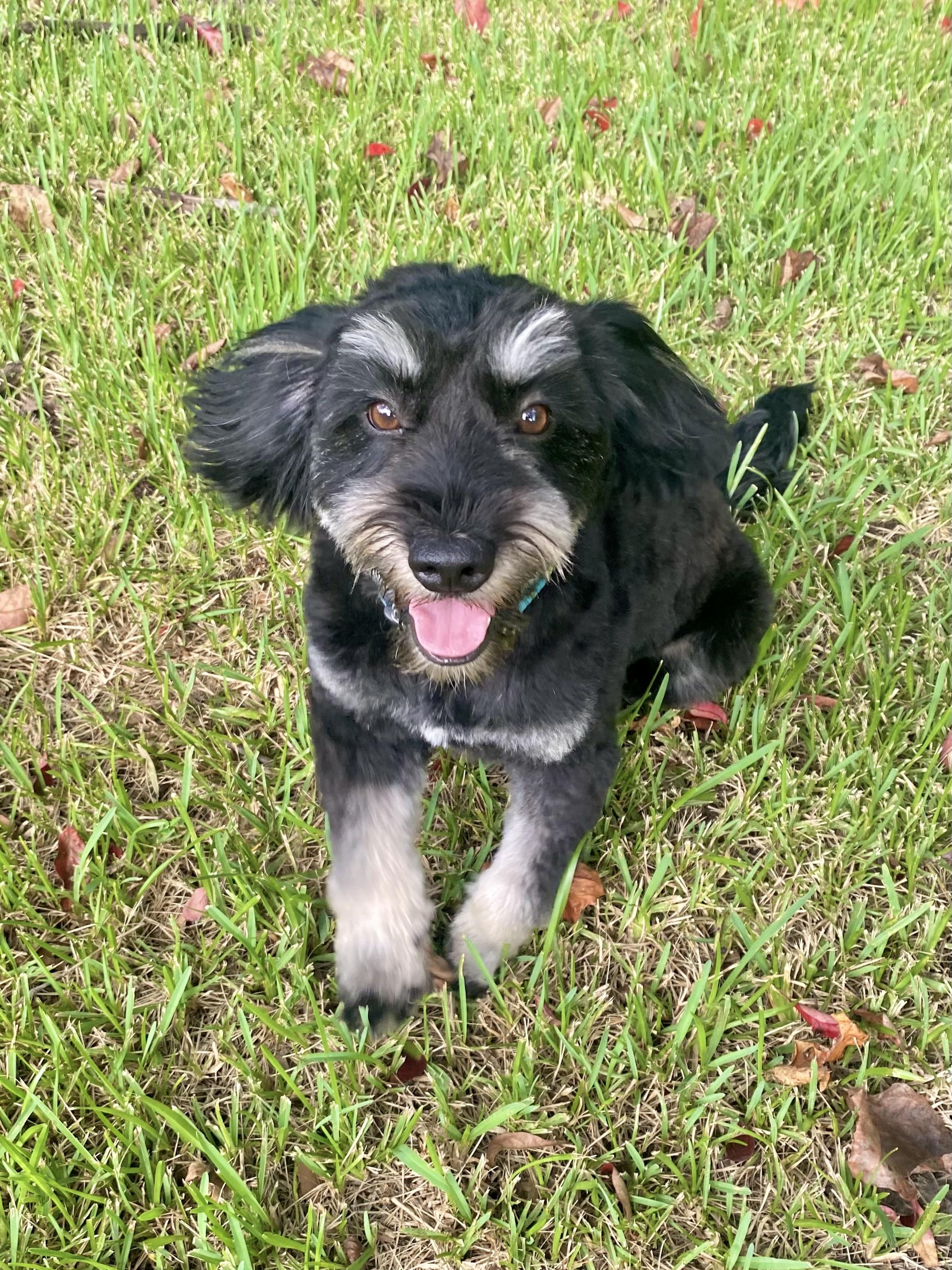 Blossom, Adopted, Adult Female Mixed Breed.