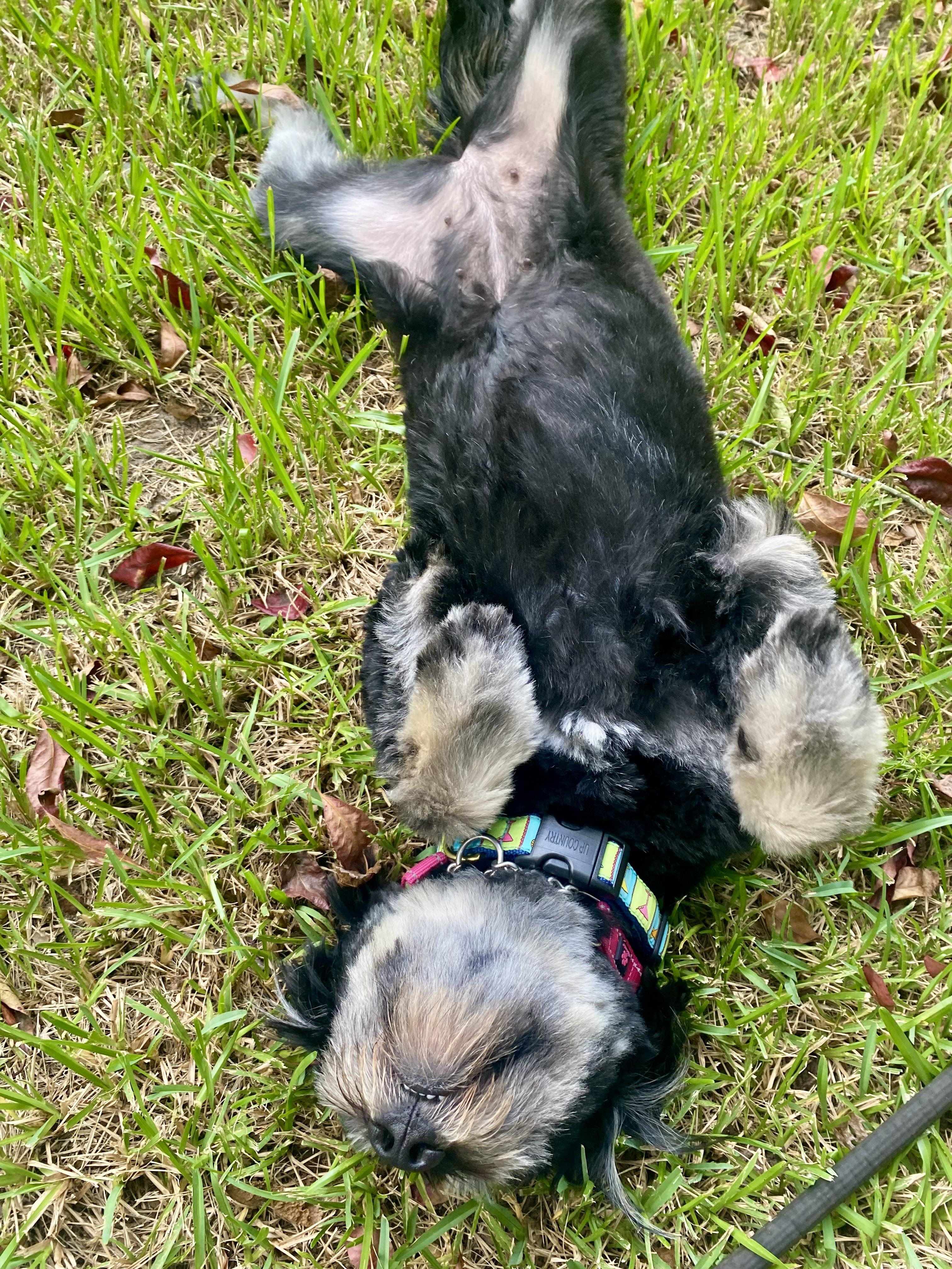 Enlarge Blossom, a Adopted mixed breed in Mt Pleasant, SC image 4/6