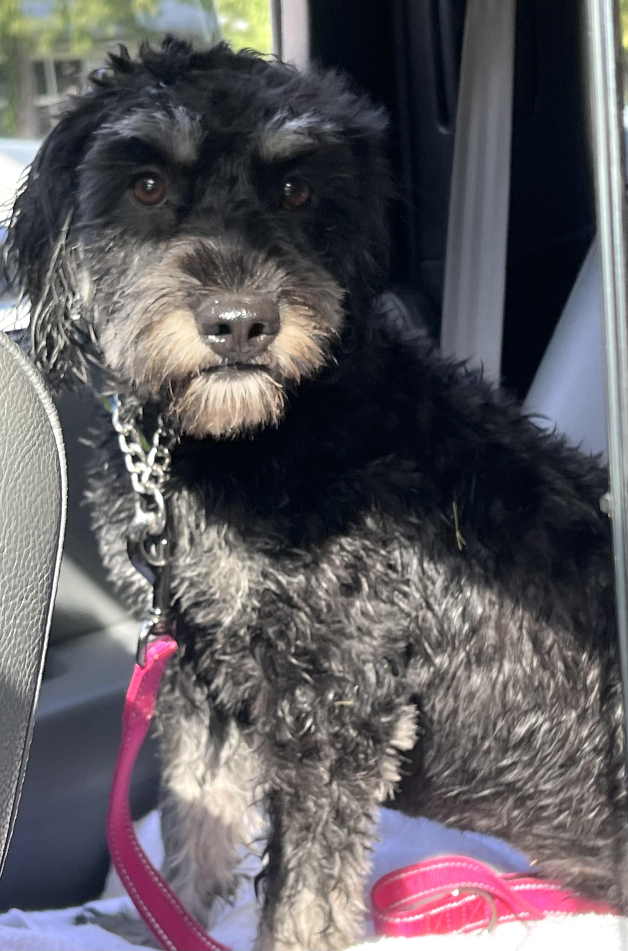 Enlarge Blossom, a Adopted mixed breed in Mt Pleasant, SC image 5/6