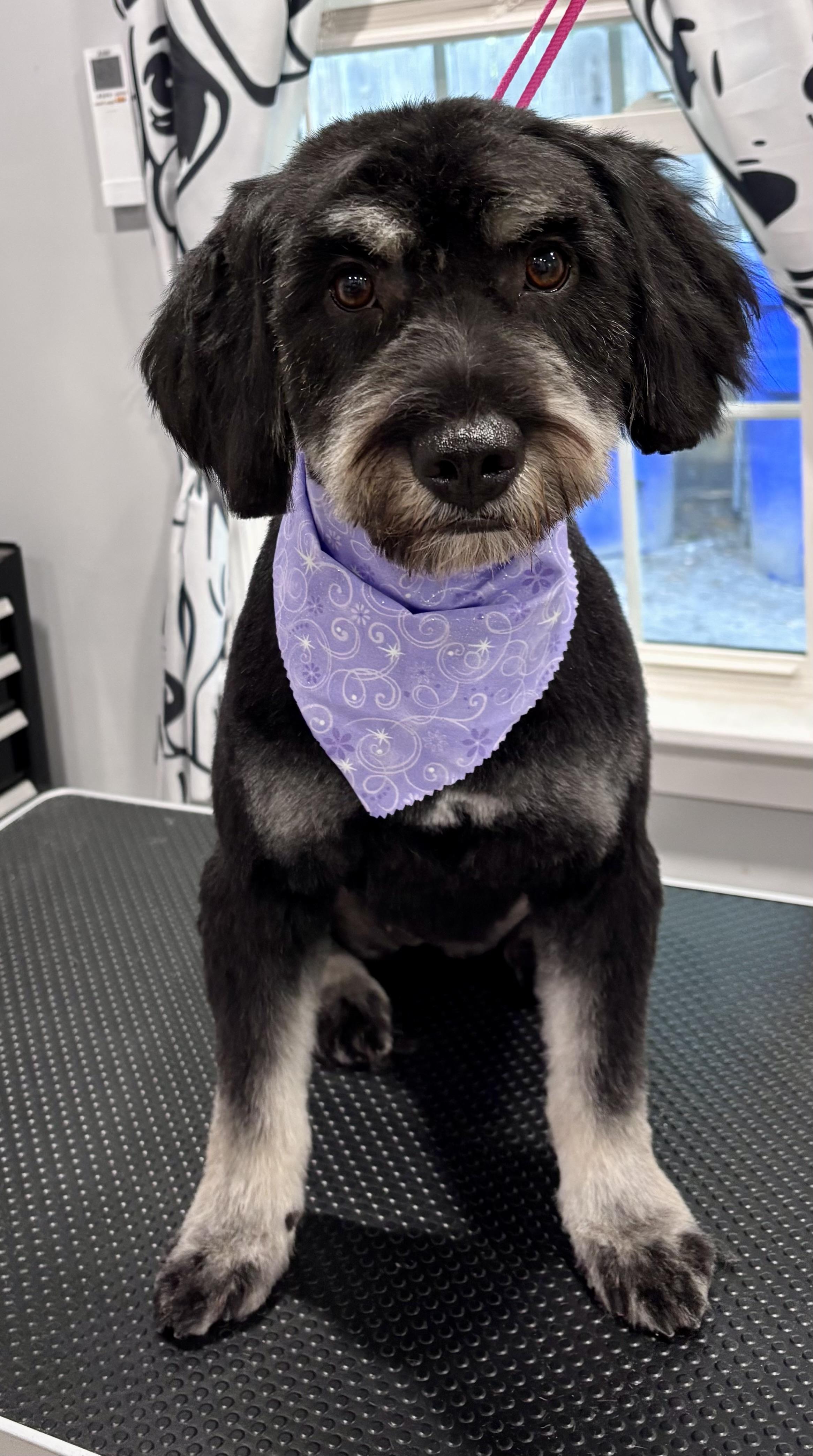 Enlarge Blossom, a Adopted mixed breed in Mt Pleasant, SC image 3/6