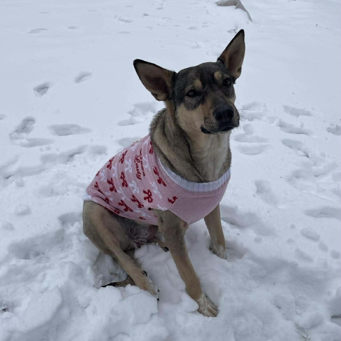 Trinity, a ADOPTABLE mixed breed in South Windsor, CT image 4/5