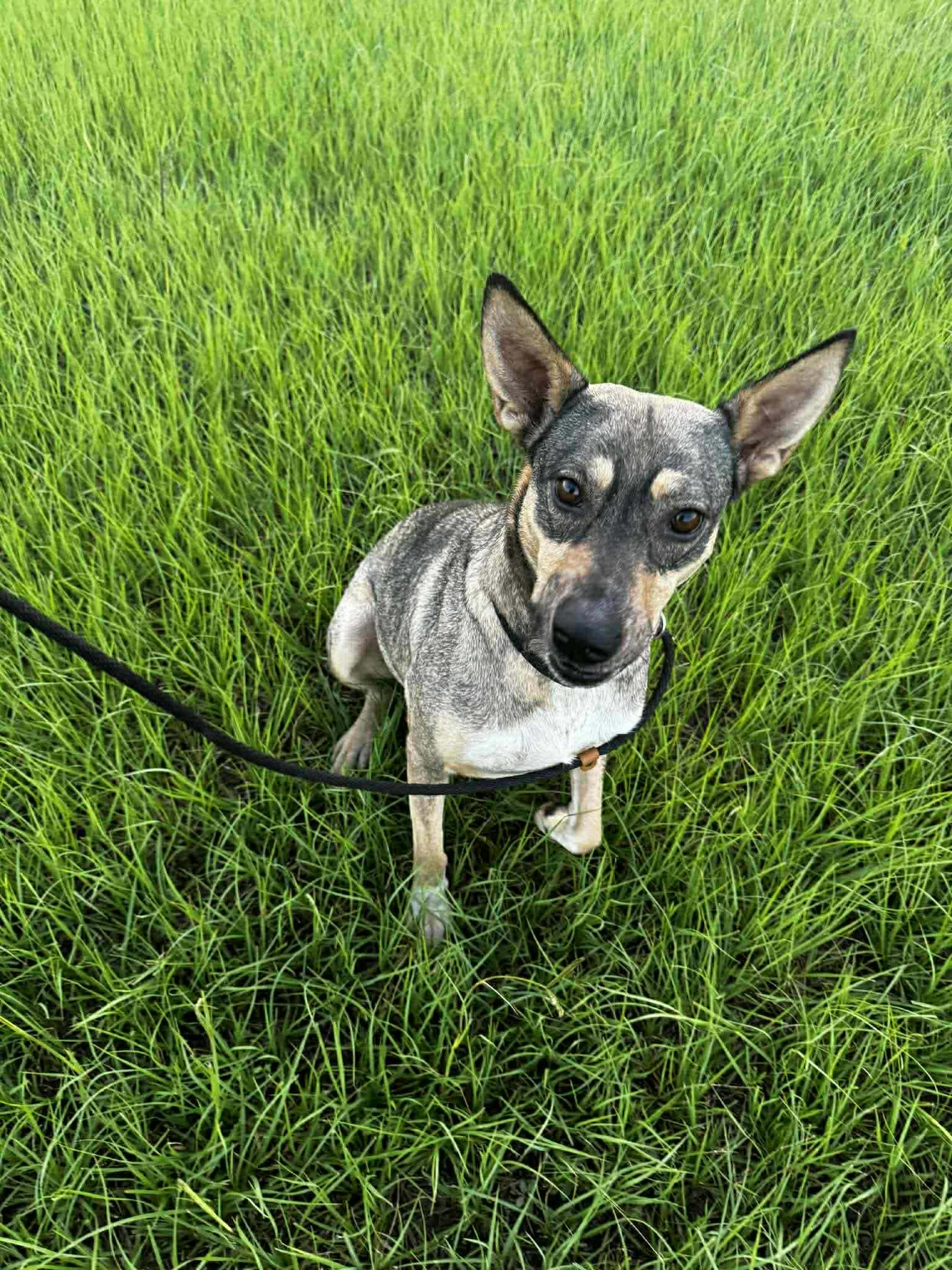 Trinity, a ADOPTABLE mixed breed in South Windsor, CT image 3/5