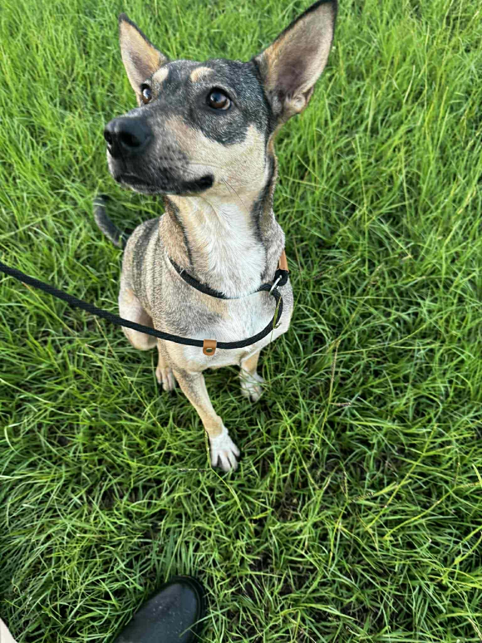 Trinity, a ADOPTABLE mixed breed in South Windsor, CT image 2/5