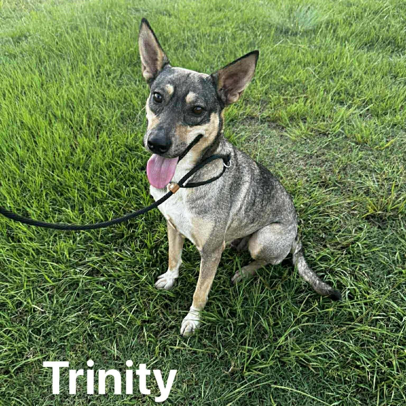 Trinity, a ADOPTABLE mixed breed in South Windsor, CT image 1/5