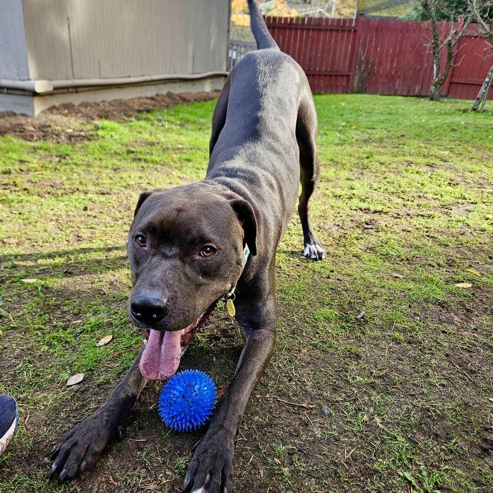 Enlarge Logan - AVAILABLE, a Adoptable mixed breed in Seattle, WA image 2/6