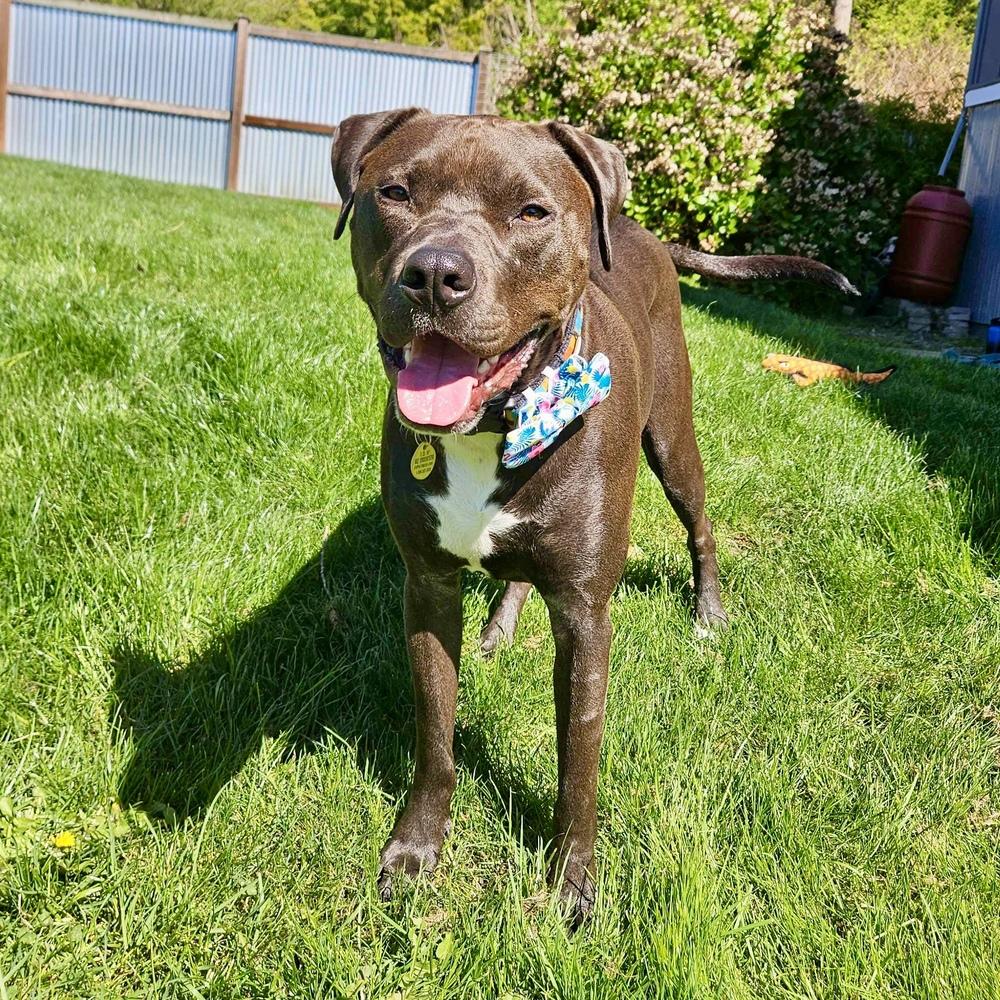 Logan - AVAILABLE, Adoptable, Adult Male Pit Bull Terrier & Labrador Retriever.