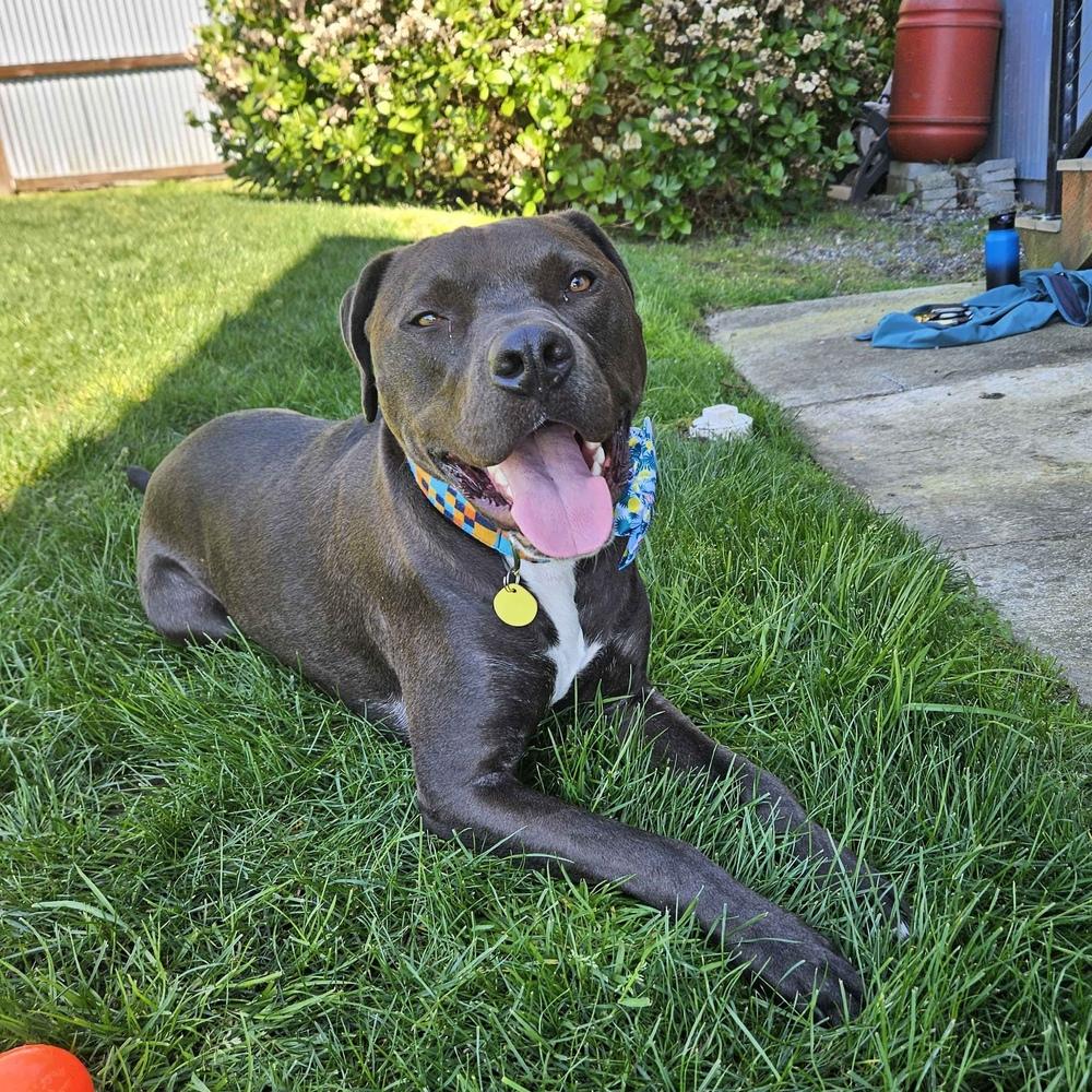 Enlarge Logan - AVAILABLE, a Adoptable mixed breed in Seattle, WA image 3/6