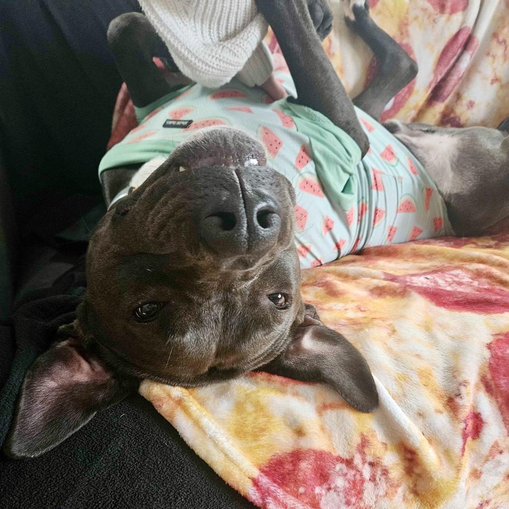 Enlarge Logan - AVAILABLE, a Adoptable mixed breed in Seattle, WA image 6/6