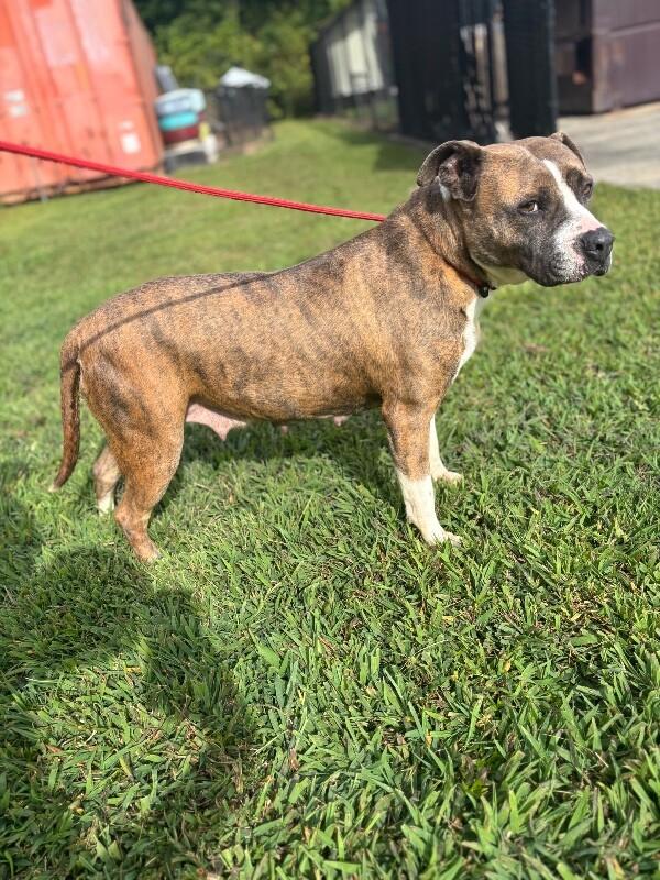 Sasha, a Adoptable mixed breed in Disputanta, VA image 1/5