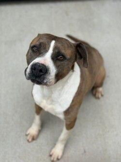 Sasha, a Adoptable mixed breed in Disputanta, VA image 2/5