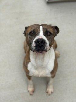 Sasha, a Adoptable mixed breed in Disputanta, VA image 3/5