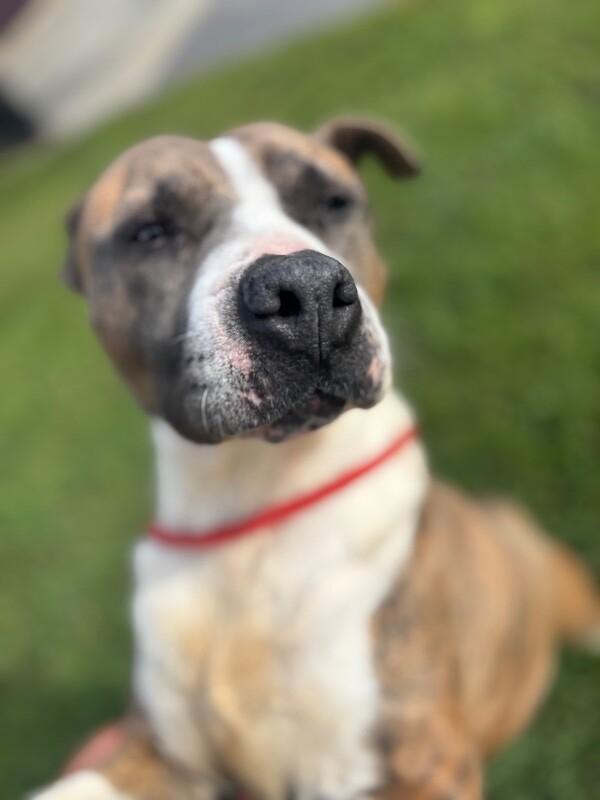 Sasha, a Adoptable mixed breed in Disputanta, VA image 4/5