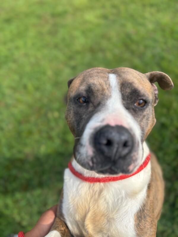 Sasha, a Adoptable mixed breed in Disputanta, VA image 5/5